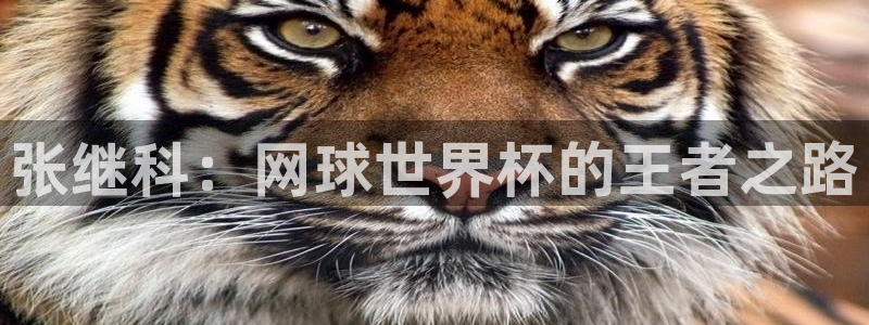 预选赛世界杯：张继科：网球世界杯的王者之路